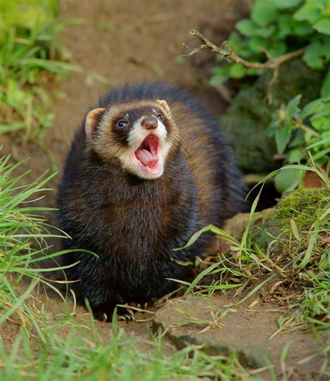 The Magical Polecat's Song as a Portal to Other Worlds